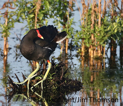 Common Moorhen
