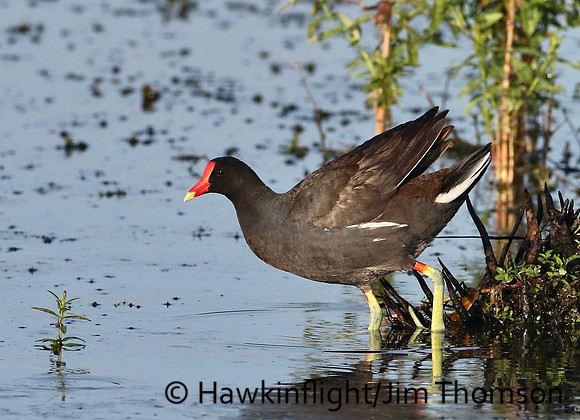 Common Moorhen