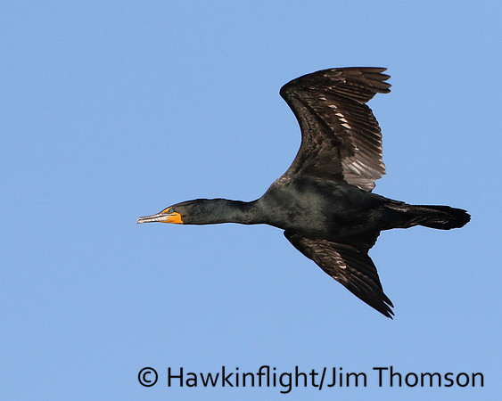 Double-Crested Cormorant