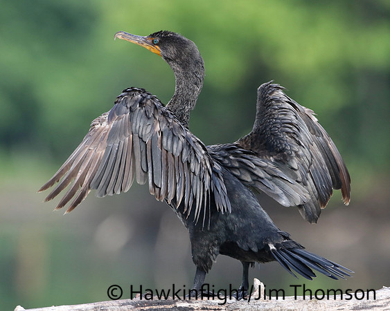 Double-Crested Cormorant