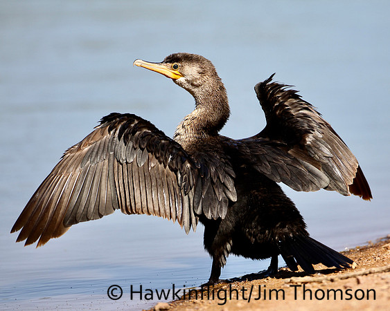 Double-Crested Cormorant