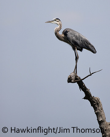 Great Blue Heron