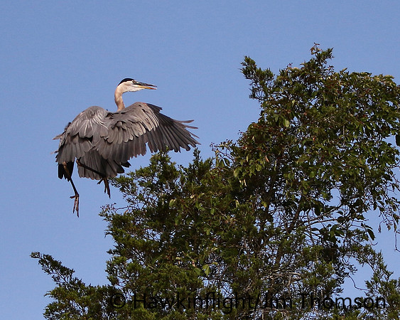 Great Blue Heron