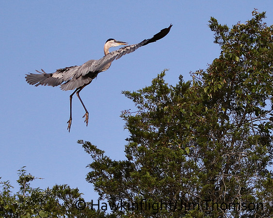 Great Blue Heron