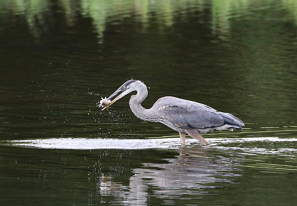 Great Blue Heron