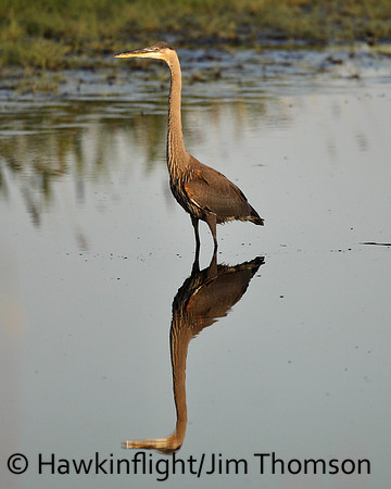 Great Blue Heron