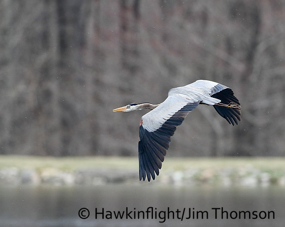 Great Blue Heron