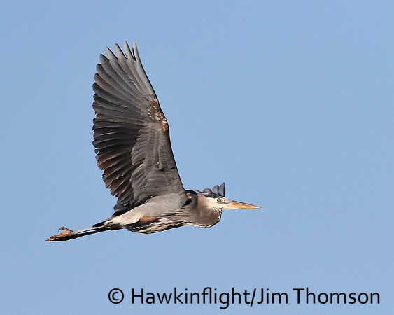 Great Blue Heron