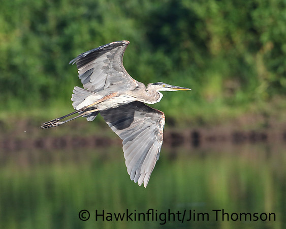 Great Blue heron