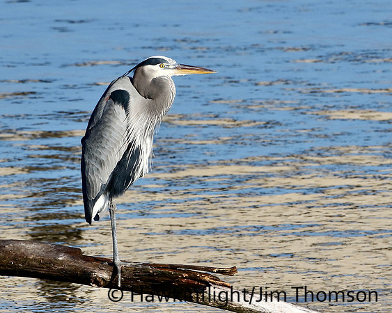 Great Blue Heron