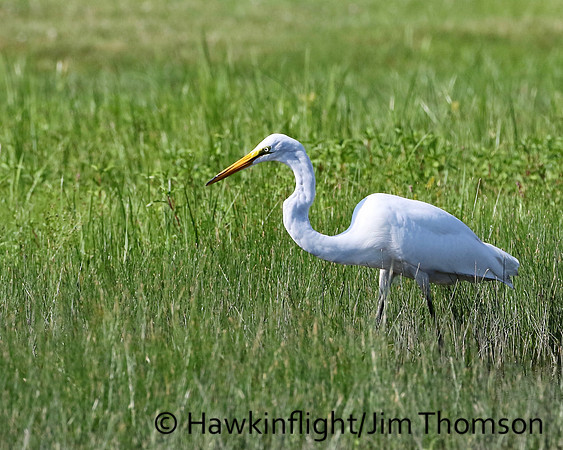 Great Egret