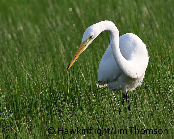 Great Egret
