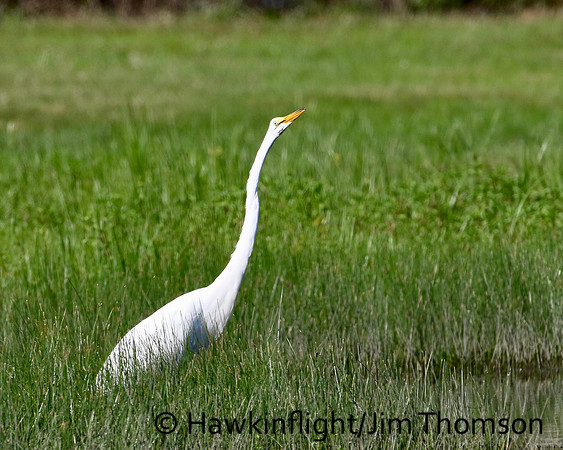Great Egret