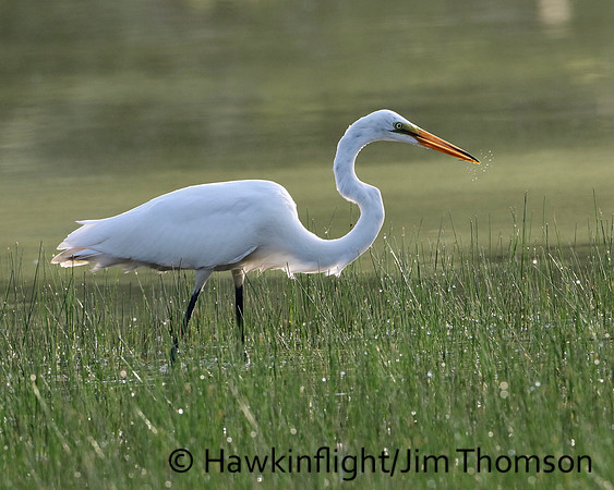 Great Egret