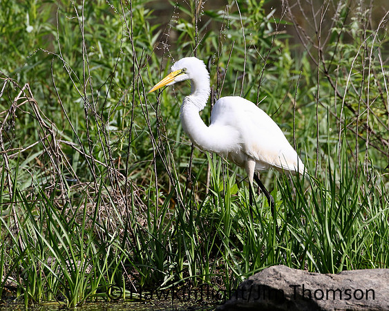Great Egret