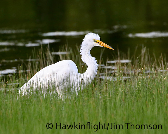 Great Egret