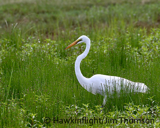 Great Egret