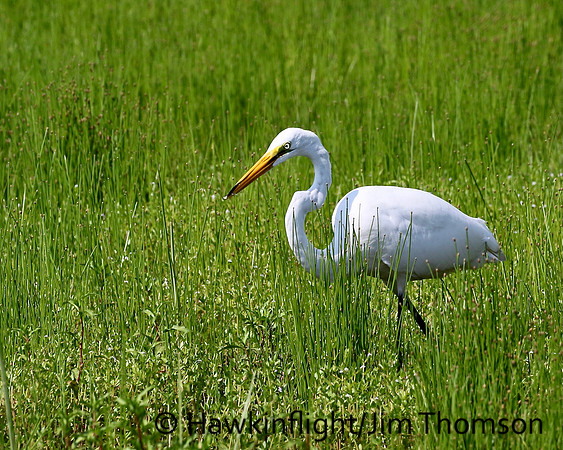 Great Egret