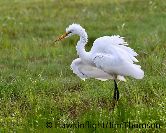Great Egret