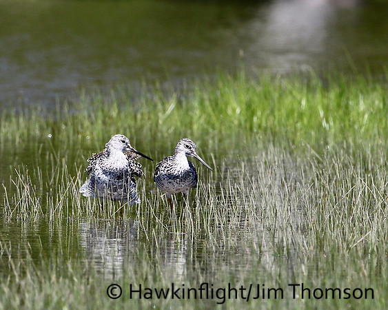 Greater Yellowlegs