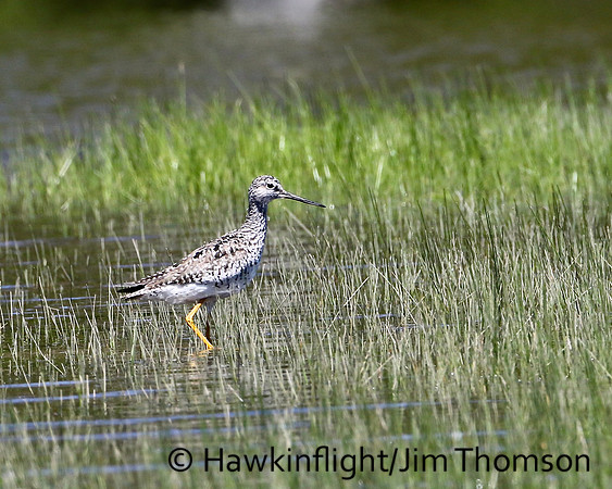 Greater Yellowlegs