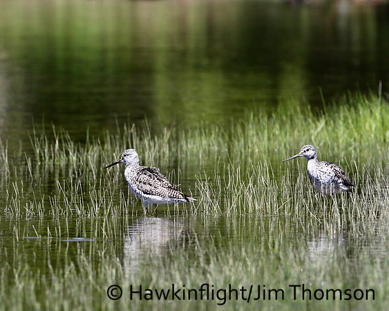 Greater Yellowlegs