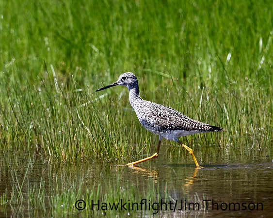 Greater Yellowlegs