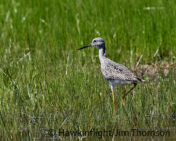 Greater Yellowlegs