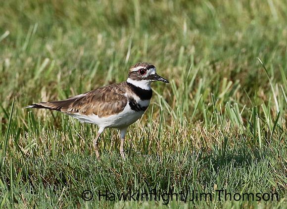 Killdeer