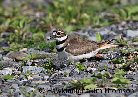 Killdeer