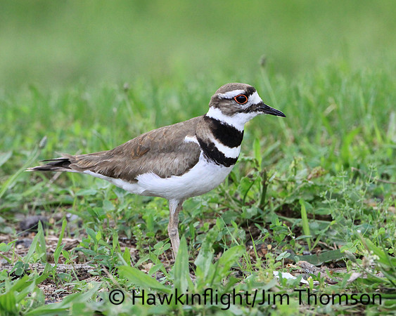 Killdeer