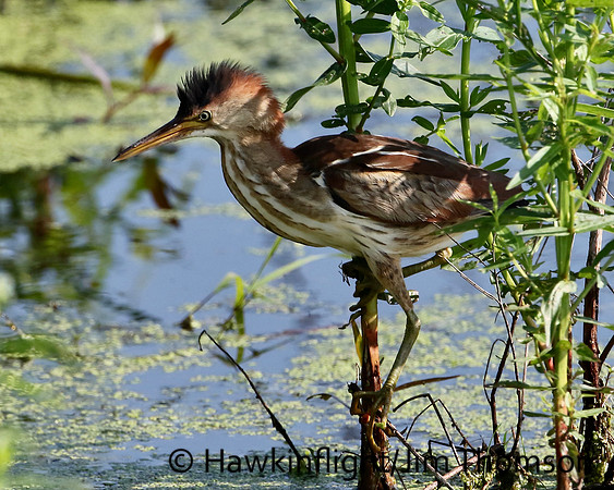 Least Bittern