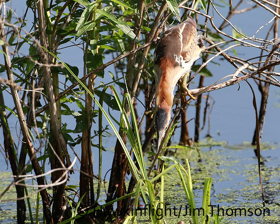 Least Bittern