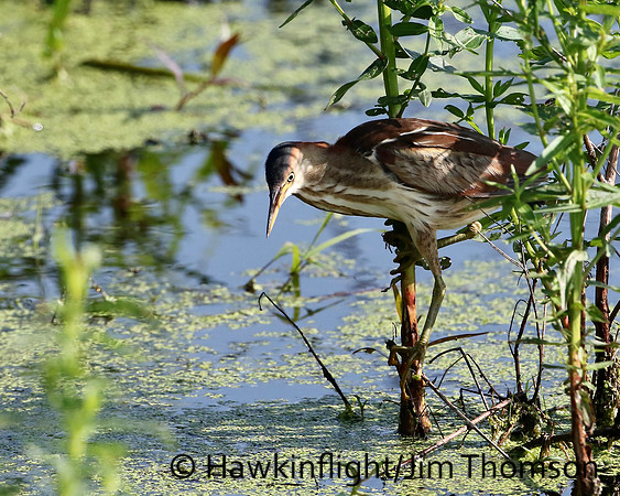 Least Bittern