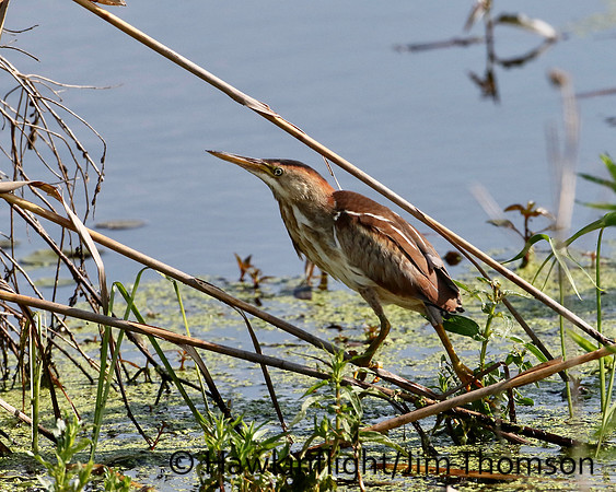 Least Bittern