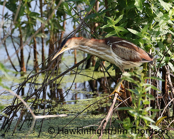 Least Bittern