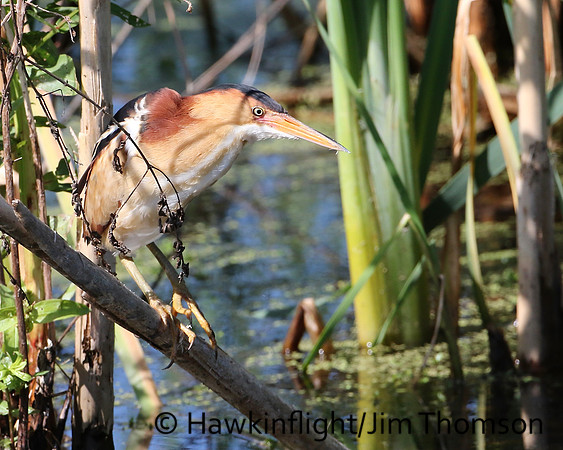 Least Bittern