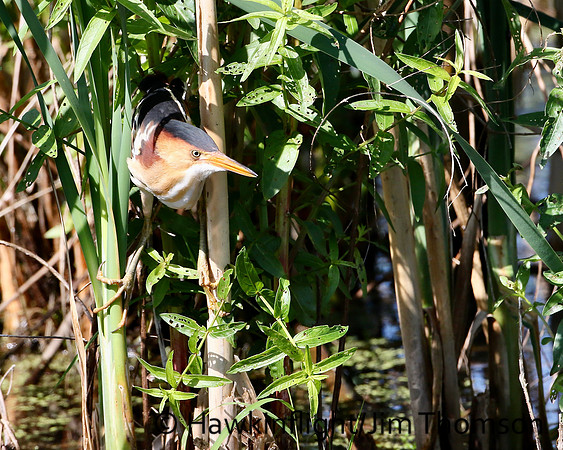 Least Bittern