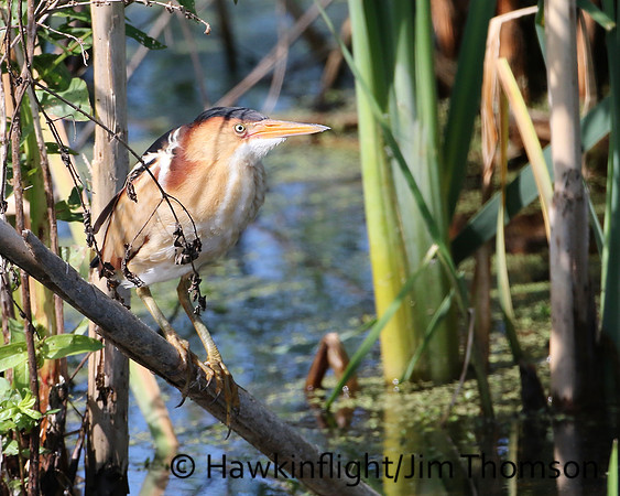 Least Bittern