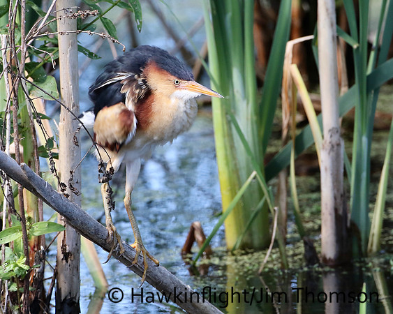 Least Bittern