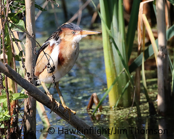 Least Bittern