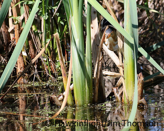 Least Bittern
