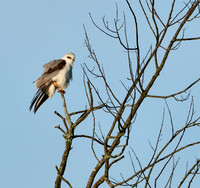 White-tailed Kite