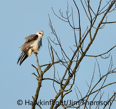 White-tailed Kite