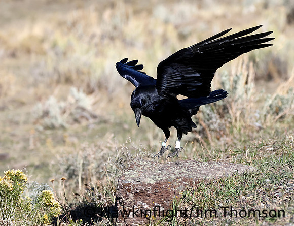 Common Raven