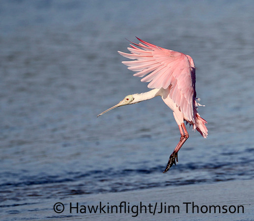 Roseate Spoonbill