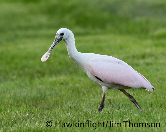 Roseate Spoonbill