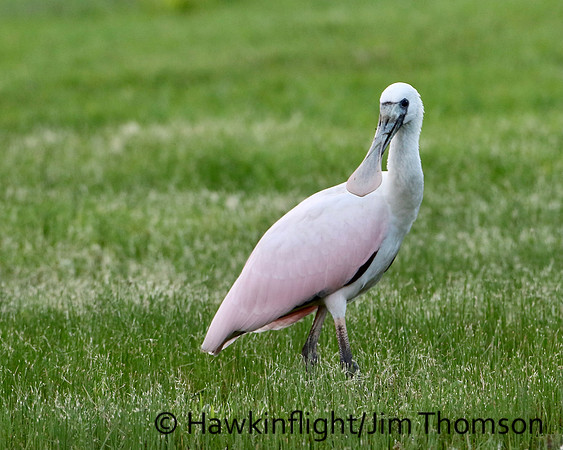 Roseate Spoonbill
