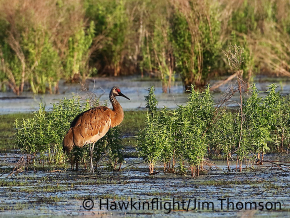 Sandhill Crane