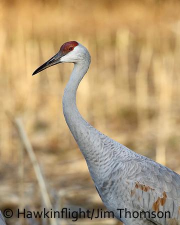 Sandhill Crane